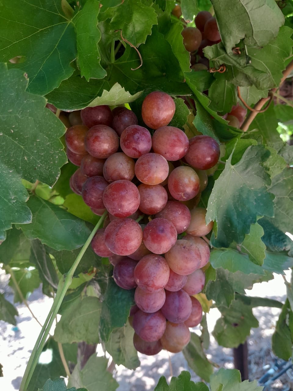Racimo de uva roja en planta