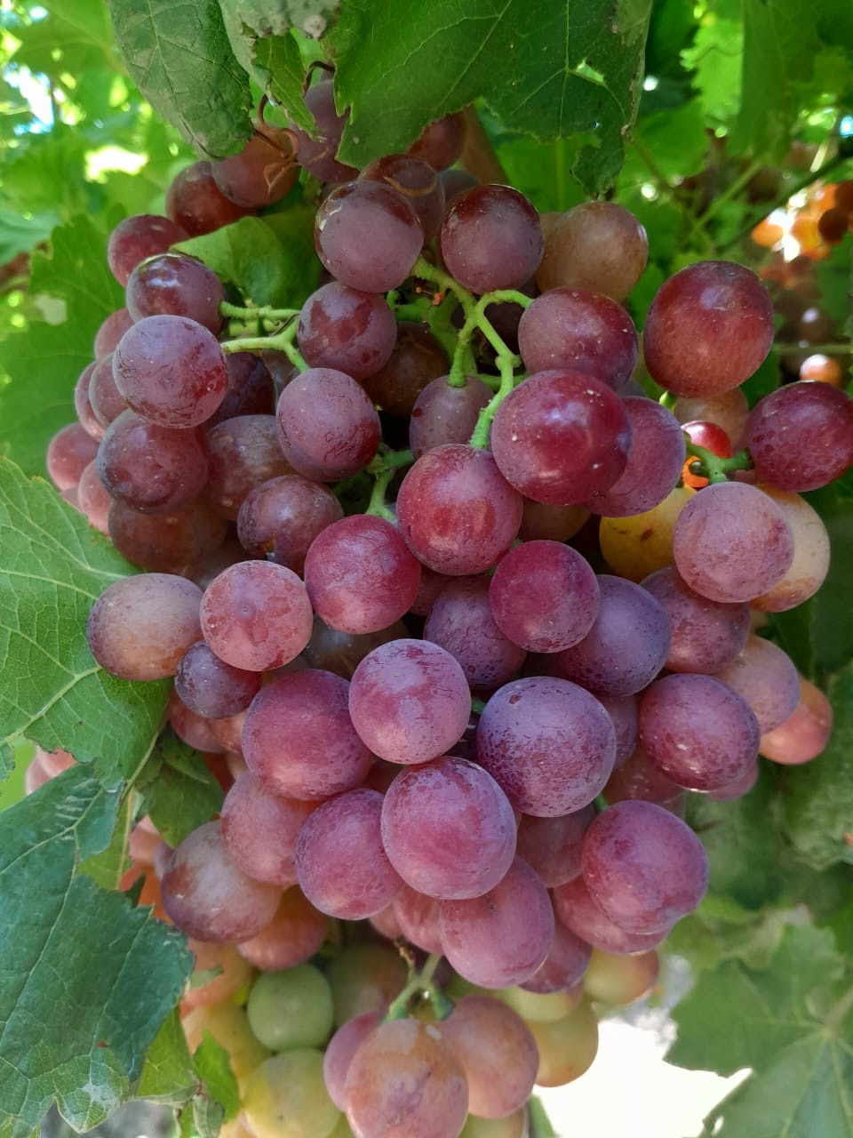 Racimo rojo en planta