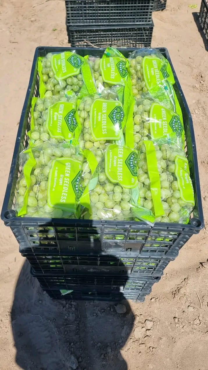 Uva verde en charolas y empaque
