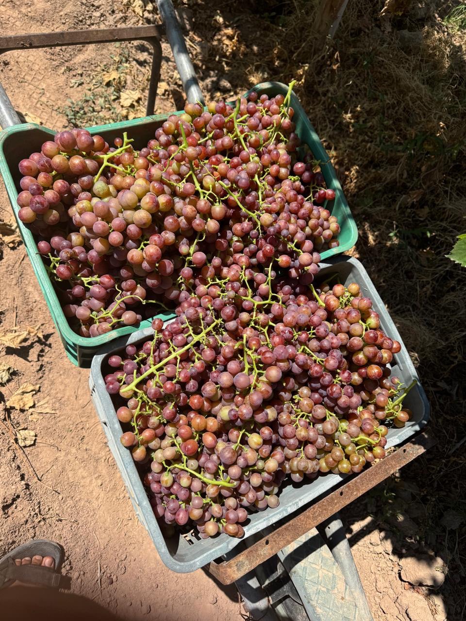 Uvas rojas en cosecha